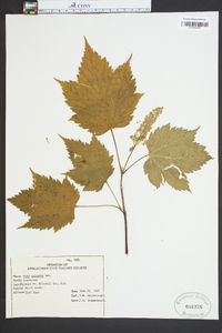 Acer spicatum image