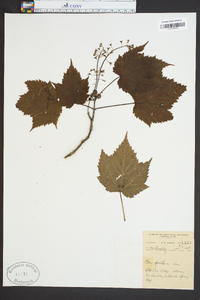 Acer spicatum image