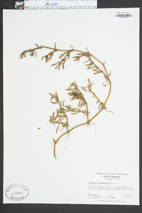 Sesuvium portulacastrum image