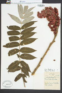 Rhus typhina image