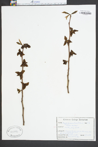 Asimina parviflora image