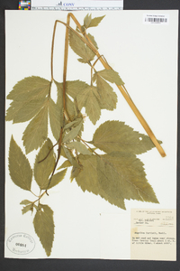 Angelica curtisii image