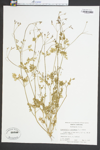 Chaerophyllum procumbens image