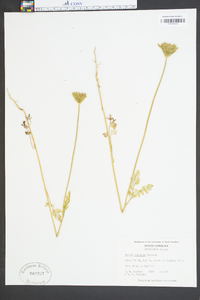 Daucus pusillus image