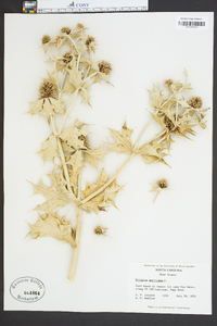 Eryngium maritimum image