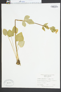 Thaspium trifoliatum image