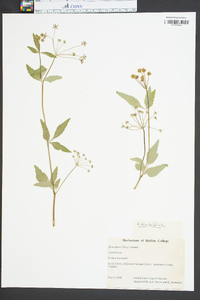 Zizia trifoliata image