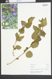 Vinca major image