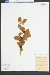 Ilex ambigua image