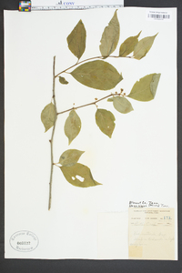 Ilex ambigua image