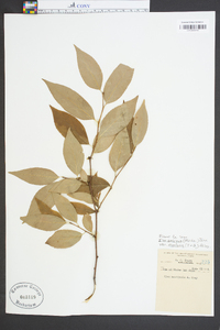 Ilex ambigua image