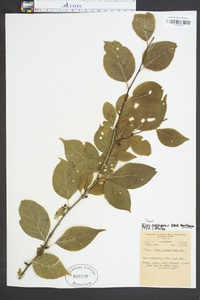 Ilex ambigua image