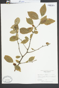 Ilex ambigua image