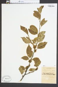 Ilex ambigua image