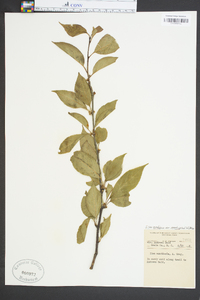 Ilex ambigua image