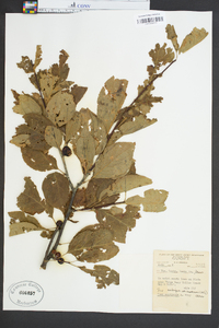 Ilex ambigua image