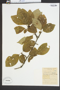 Ilex ambigua image