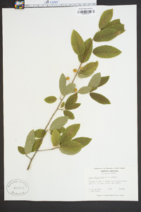 Ilex amelanchier image