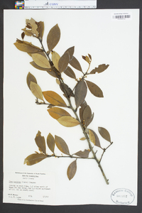 Ilex coriacea image