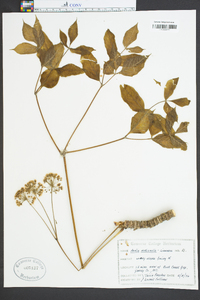 Aralia nudicaulis image