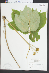 Aralia nudicaulis image