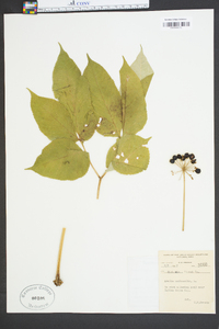 Aralia nudicaulis image