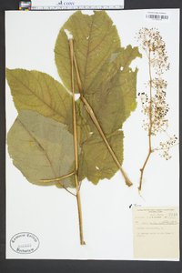 Aralia nudicaulis image