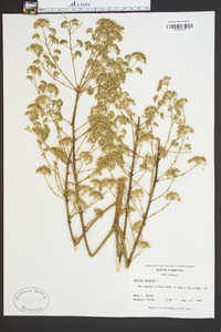 Aralia spinosa image