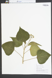 Hedera helix image