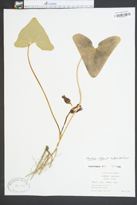 Hexastylis arifolia image