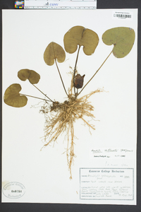 Hexastylis shuttleworthii image