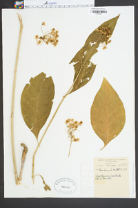 Asclepias exaltata image