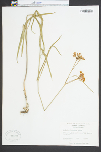 Asclepias lanceolata image