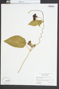 Matelea carolinensis image