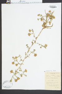 Aster curtisii image