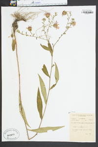 Aster curtisii image