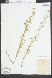 Ionactis linariifolia image