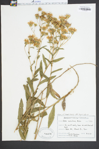 Aster surculosus image