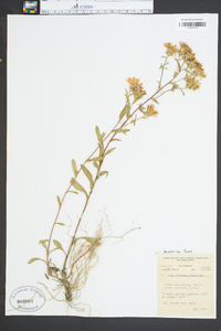 Aster surculosus image