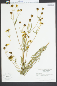 Bidens aristosa image