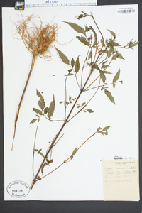 Bidens vulgata image