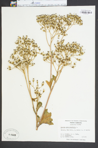 Arnoglossum atriplicifolium image