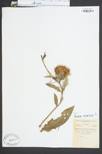 Cirsium altissimum image