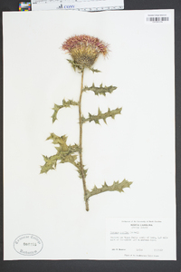 Cirsium pumilum image