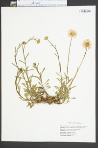 Chrysanthemum lacustre image