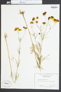 Coreopsis tinctoria image