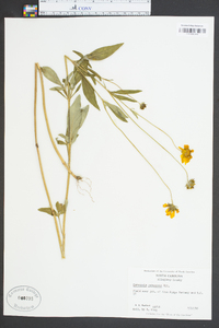 Coreopsis pubescens image