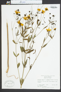 Coreopsis major image