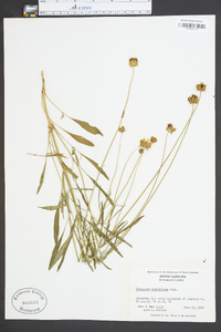 Coreopsis grandiflora image