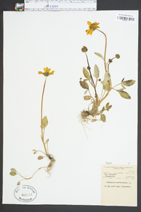 Coreopsis auriculata image